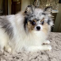 Pomeranian All Grown Up from North Florida Pomeranians