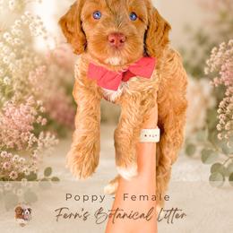 Poppy - Cream female Goldendoodle puppy in Atlanta, Georgia from Teddy Puppies