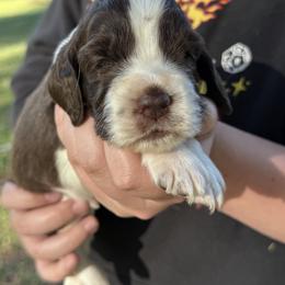 Black - Liver white and roan male English Springer Spaniel puppy in Williston, Florida from Bizzy Farms English Springer Spaniels