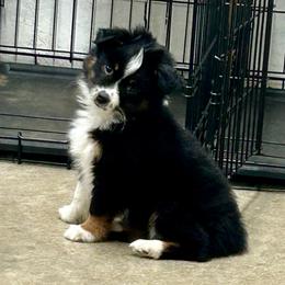 Happy Camper - Black tri male Toy Australian Shepherd puppy in Bristow, Iowa from Pine Ridge Toy and Mini Aussies