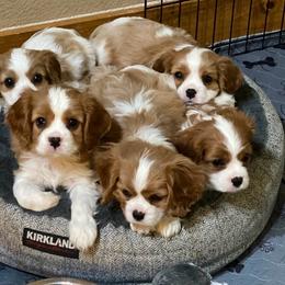 Boy 2 - Blenheim male Cavalier King Charles Spaniel puppy in Anderson, California from Norcal Cavaliers of Northern California