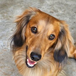 Charlie - Dachshund