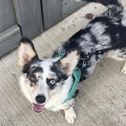 American Corgis from Waylon’s House of Corgis