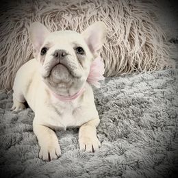 French Bulldog Puppies from Boise French Bulldogs
