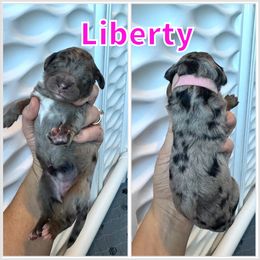 Liberty - Blue merle female Bernedoodle puppy in Banner Elk, North Carolina from Walnut Tree Bernedoodles
