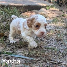 Yasha - Red and white female Cockapoo puppy in Sunset, Louisiana from Cano Cockapoos