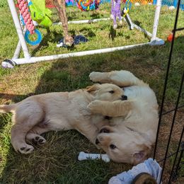 Golden Retriever Puppies from Sola Mae's Goldens