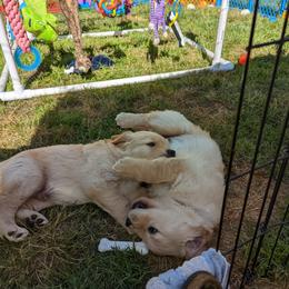 Golden Retriever Puppies from Sola Mae's Goldens