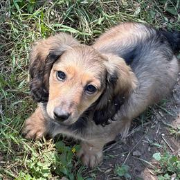 Pecan - Cream female Dachshund puppy in Temple, Texas from Brit’s Doxie Crossing