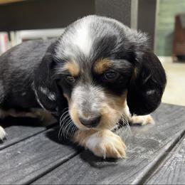 Dachshund Puppies from Lakeshore Dachshunds