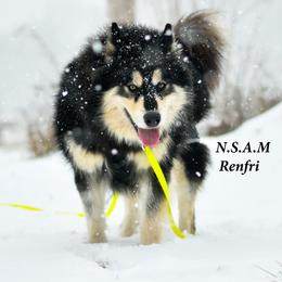 Renfri - Alaskan Malamute