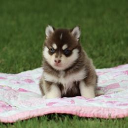 Pomsky Puppies from Susan Warnock