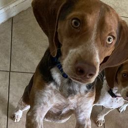 Beagles from Mountain Point Beagles