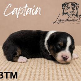 Captain - Black tri male Miniature American Shepherd puppy in Leitchfield, Kentucky from Legendmaker MAS