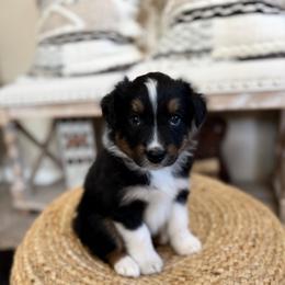 BISCUIT - Black tri-color male Australian Shepherd puppy in Pendleton, Oregon from High West Aussies