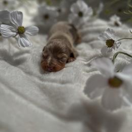 Lizzie - Dapple female Dachshund puppy in San Diego, California from Enchantables