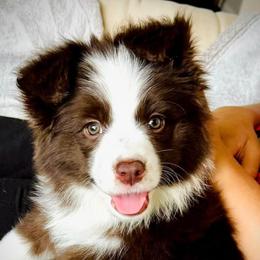 Border Collie Puppies from Astoria Border Collies