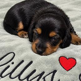 Dachshund puppies from Lilly's Long Dogs