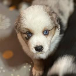 Koi - Blue merle female Australian Shepherd puppy in Marshall, Virginia from Aussie Tales Farm