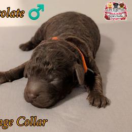 Orange Boy - Brown male Shihpoo puppy in Rockledge, Florida from Stormie's Doodles
