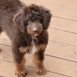 Green boy - Brown male Bernedoodle puppy in Waukesha, Wisconsin from Bernedoodle Boutique (and Cavapoos)