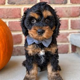 Stone - Black white and tan male Cockapoo puppy in Mt Bethel, Pennsylvania from Stasia’s Cutiepoos
