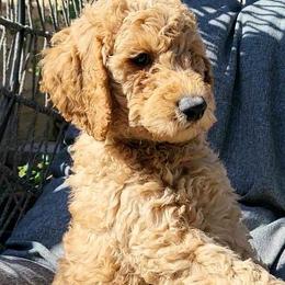 Goldendoodle puppies from Texas Goldendoodles