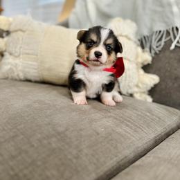 Pembroke Welsh Corgi and Shetland Sheepdog Puppies from Lucky Pups Corgis