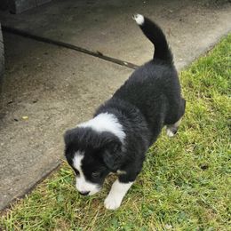 Australian Shepherd Puppies from Cali's Australian Shepherds