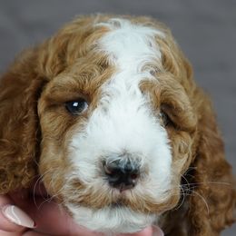 Aussiedoodle Puppies from Vesbach Doodle Valley Farm