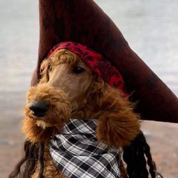 Poodle Puppies from Whiteaker's Standard Poodles