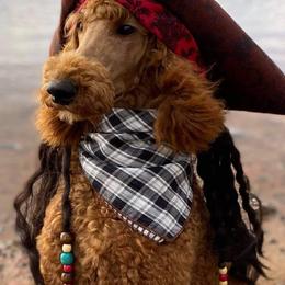 Poodle Puppies from Whiteaker's Standard Poodles