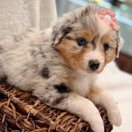 Coral collar - Blue merle female Aussiedoodle puppy in 32046, Florida from River Hill Ranch