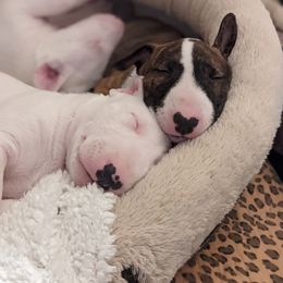 Bull Terrier Puppies from Old England Bull Terriers