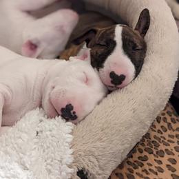 Bull Terrier Puppies from Old England Bull Terriers
