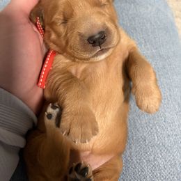 Red collar - Dark golden female Golden Retriever puppy in Lehi, Utah from Open Star Goldens