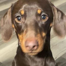 Maggie - Dachshund