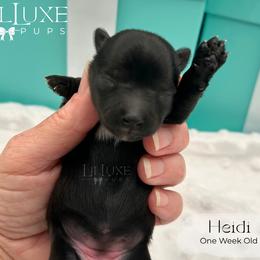 Heidi - Black and tan female Yorkshire Terrier puppy in Scottsdale, Arizona from Lil Luxe Pups