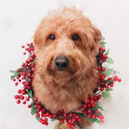 Goldendoodles and Poodles from Red Cliffs Poodles and Doodles
