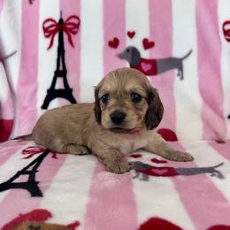 Miss Red Collar - Cream female Dachshund puppy in Willow Springs, Missouri from Krazy Acre Farm