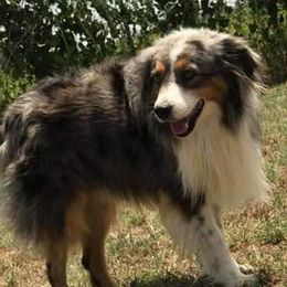 Miniature Australian Shepherds from 3L Miniature Australian shepherds