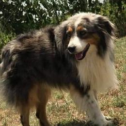 Miniature Australian Shepherds from 3L Miniature Australian shepherds