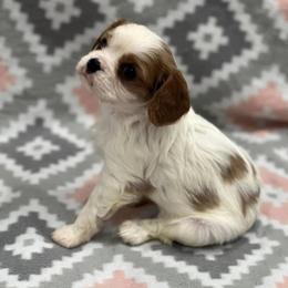 Cavalier King Charles Spaniel Puppies from Kentucky Cavalier King Charles Spaniels
