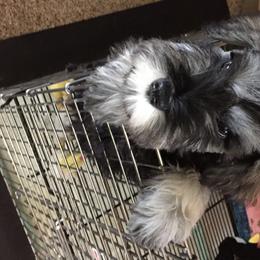 Miniature Schnauzer Puppies from Express Miniature Schnauzers