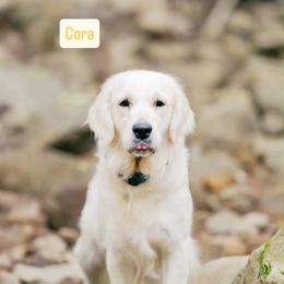Cora - Golden Retriever