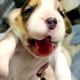 Beagle and German Shepherd Puppies from Synastry Beagles
