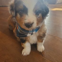 Miniature Australian Shepherd and Toy Australian Shepherd Puppies from Kinsley's Cuties & SouthPaw Creations