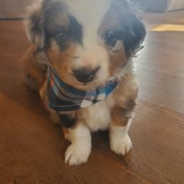 Miniature Australian Shepherd and Toy Australian Shepherd Puppies from Kinsley's Cuties & SouthPaw Creations