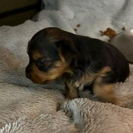 Rascal - Black and gold male Yorkshire Terrier puppy in Phoenix, Arizona from Coursey’s Yorkies