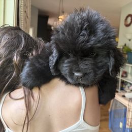 Yellow Collar girl - Black female Newfoundland puppy in St Cloud, Minnesota from BurningEmbers
